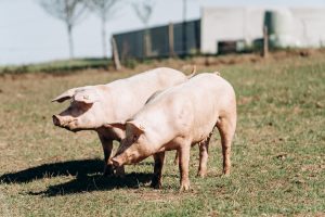 Farm pigs
