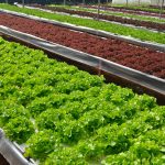 vegetable farming