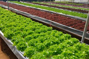 organic hydrophonic vegetable farming